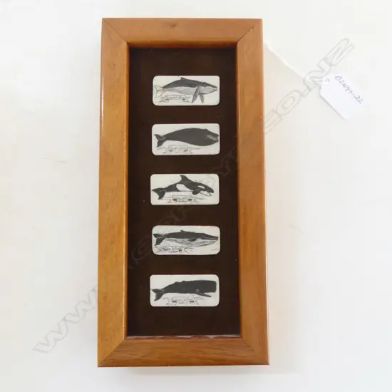 FRAMED IVORY SCRIMSHAW 5 WHALES, HAWAIIAN CRAFTED, inside frame H.200 x 75mm