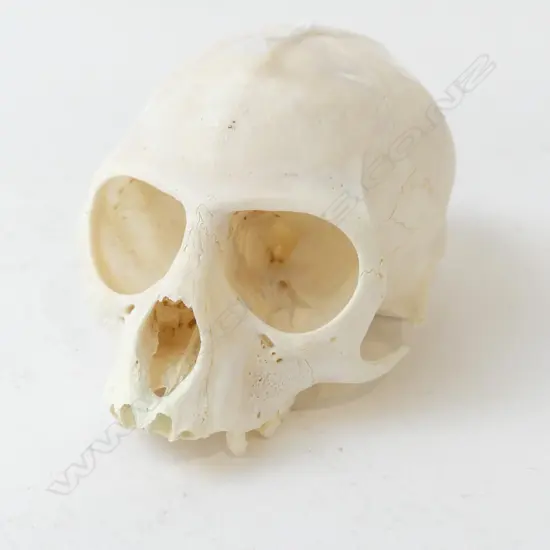 VERVET MONKEY SKULL L.90mm