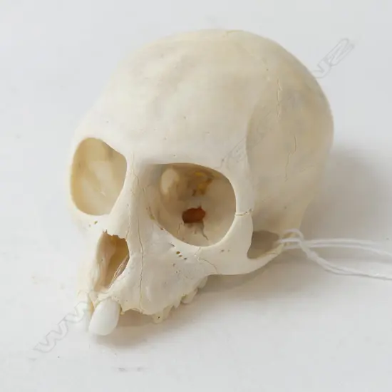 VERVET MONKEY SKULL L.90mm