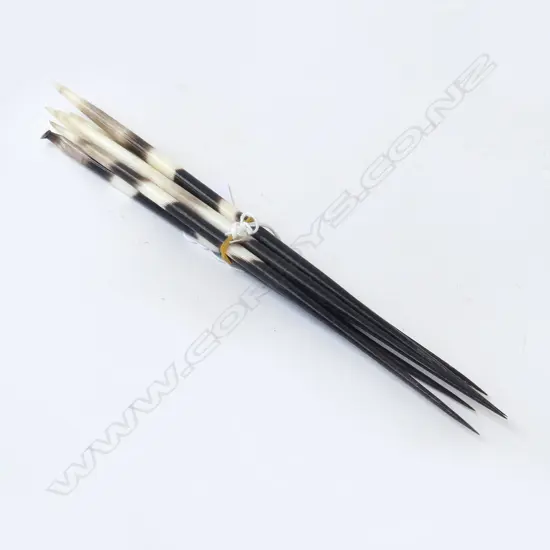6 PORCUPINE QUILLS L.230mm