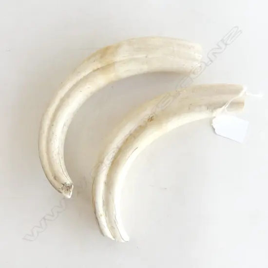 PR LG ANIMAL TUSKS, L.200mm