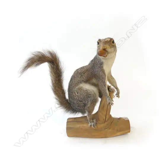 TAXIDERMY MOUNTED SQUIRREL H.280mm