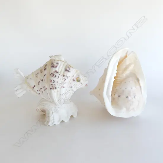 MED SIZED QUEEN HELMET CONCH SHELL, L.230mm & COMPOSITE SHELL FISH SCULPTURE, H.200mm L.260mm