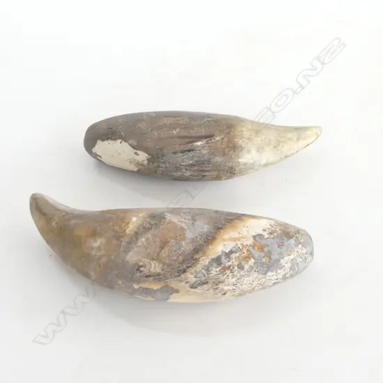 PR LG TEETH (TIGER?) L.105mm