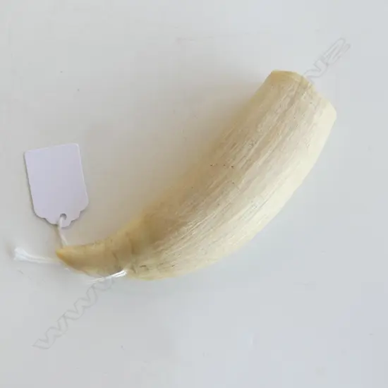 LG WHALES TOOTH L.130mm