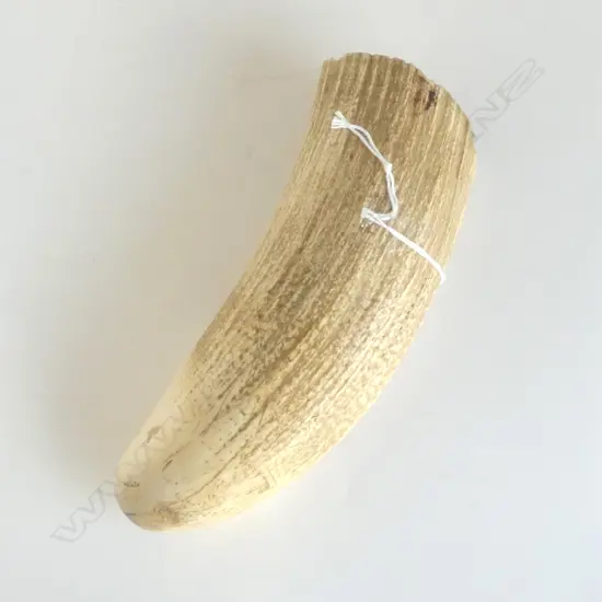 LARGE SPERM WHALES TOOTH L160MM
