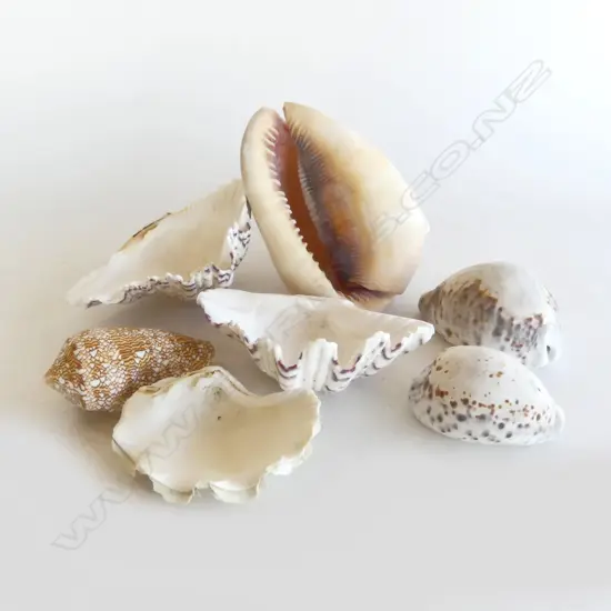 COLLECTION OF SHELLS