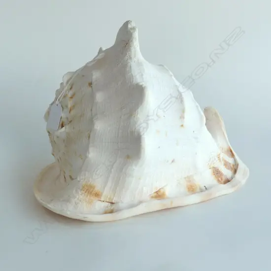 EXRA LG QUEEN HELMET CONCH SHELL, L.320mm H.220mm