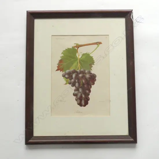 WINE GRAPES PRINT 'RIBIER' BY J. TRONCY 340x240mm