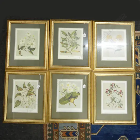 6 FRAMED BOTANICAL PRINTS 305x240mm
