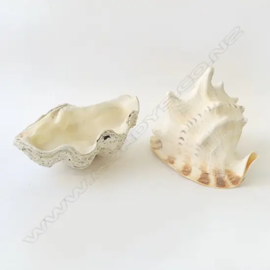 LG CONCH SHELL W.260mm + ANOTHER W.285mm