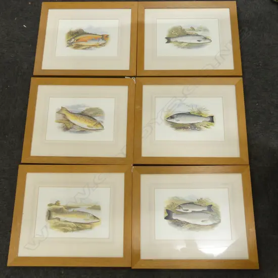 6 FISH PRINTS; SALMON, TROUT ETC 235x350mm