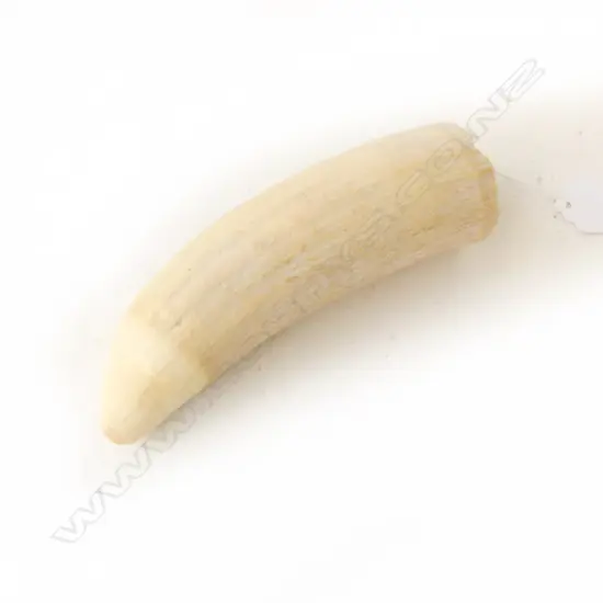 SPERM WHALES TOOTH L140MM