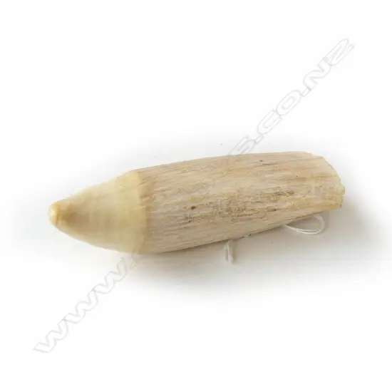 SPERM WHALES TOOTH L130MM 