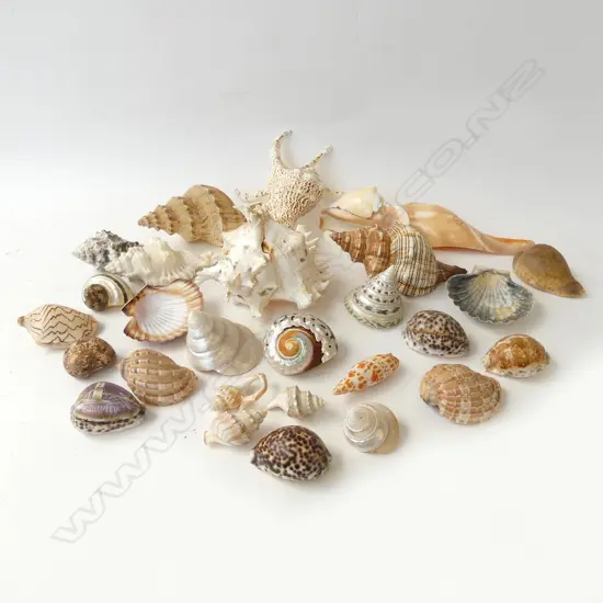 SEA SHELLS
