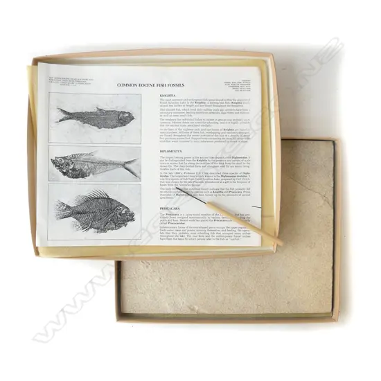 BOXED FOSSIL