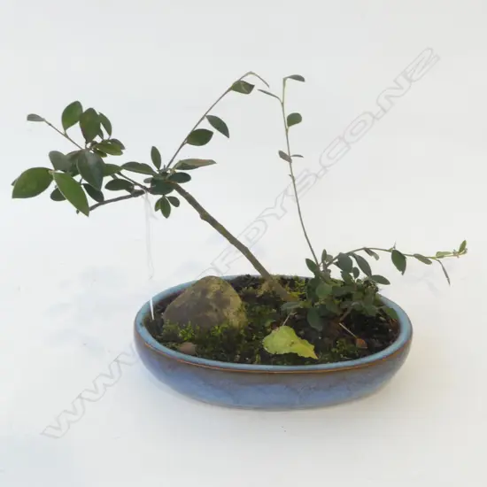 COTONEASTER? BONSAI H.250mm