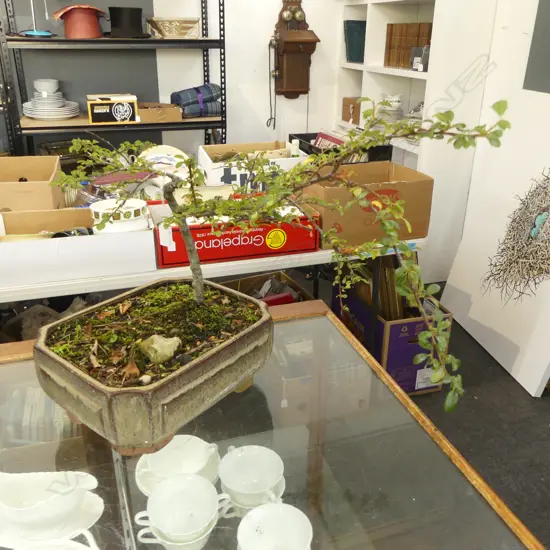 COTONEASTER? BONSAI H.500mm