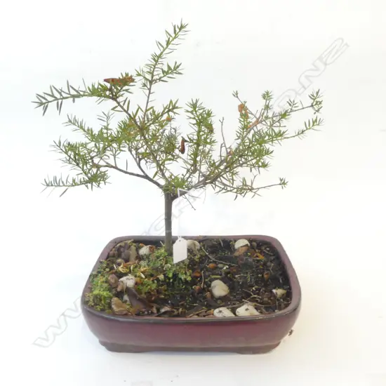 TOTARA BONSAI H.440mm