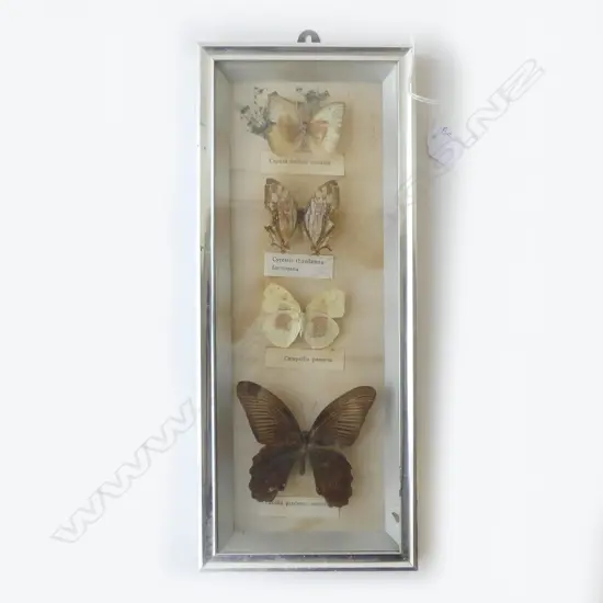 FRAMED BUTTERFLIES 350x145mm