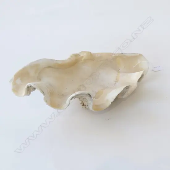 LG WHITE CLAM SHELL W.400mm