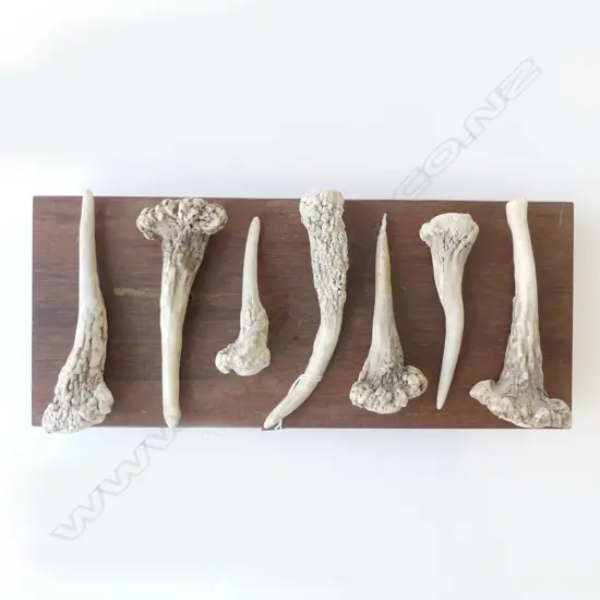 7 ANTLERS ON WOODEN BLOCK W.400mm