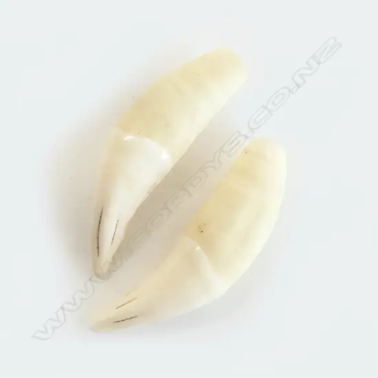 PR LOOSE PLASTIC LION'S INCISER TEETH