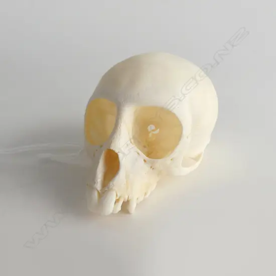 VERVET MONKEY SKULL L.90mm