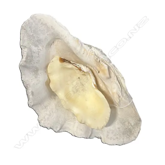 2 CLAM SHELLS L's.295 & 165mm