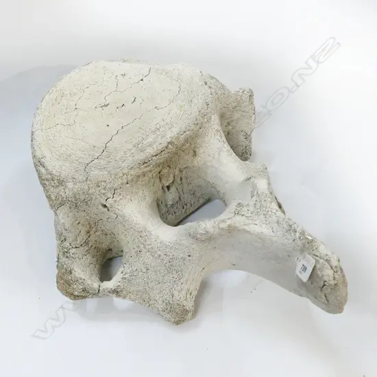 OLD LGE BONE VERTABRAE elephant?