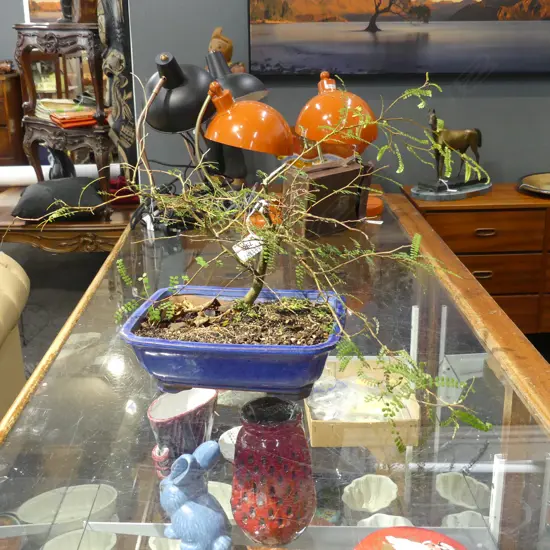 KOWHAI BONSAI W.700mm