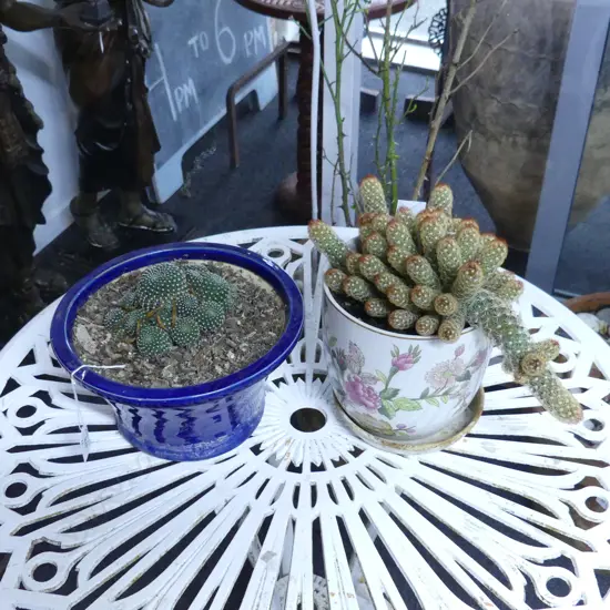 TWO CACTI IN CERAMIC POTS, BLUE H.140mm, FLORAL H.200mm