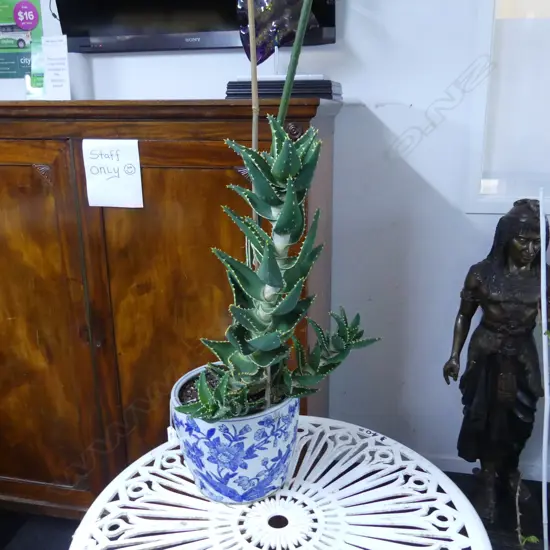 CACTUS type PLANT  IN B/W FLORAL CERAMIC POT H.200mm x DIA.260mm