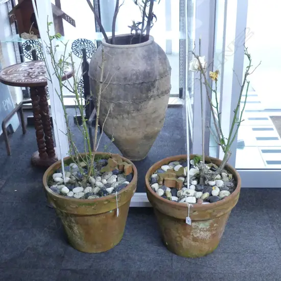 PR ROSES IN TERRACOTTA POT H.350mm DIA.430mm