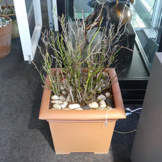 PR PLANTS; BUSH ROSE & EPIPHYLLUM CACTI IN SQUARE PLASTIC POTS H.400 x 430 x 430mm