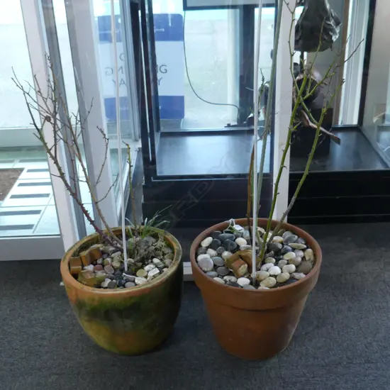 PR ROSES IN TERRACOTTA POT, H.350mm DIA.400mm