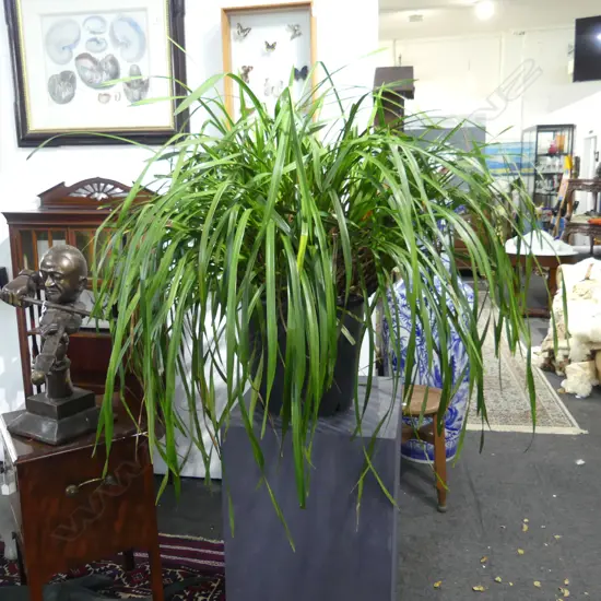 LG MATURE CYMBIDIUM ORCHID, H.1000mm w pot