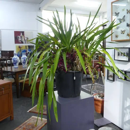 LG MATURE CYMBIDIUM ORCHID w MULTIPLE FLORAL STEMS, DEEP PURPLE, H.1200mm w pot