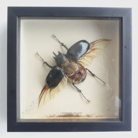 FRAMED LG OX BEETLE, 190 x 190 x 30mm