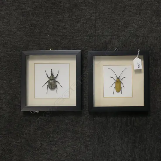 PR FRAMED FLYING BEETLES, 190 x 190 x 30mm