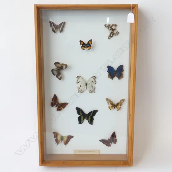 BOX OF AFRICAN BUTTERFLIES EX-WEBBS WAGNER MUSEUM SALE H.640MM W.380MM D.90MM
