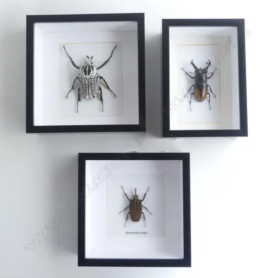 3 FRAMED BEETLES, 185 x 185 x 50mm, 200 x 140 x 50mm, 200 x 200 x50mm