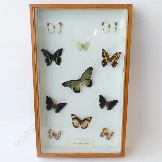 BOX OF AFRICAN BUTTERFLIES EX-WEBBS WAGNER MUSEUM SALE H.640MM W.380MM D.90MM