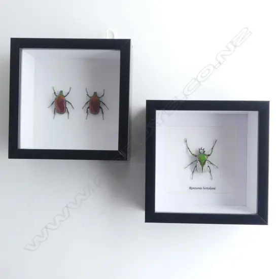 PR FRAMED BEETLES, 150 x 150 x 50mm