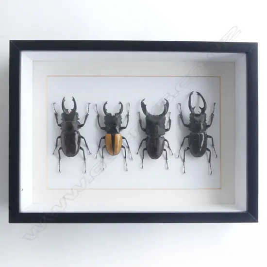 QUARTET FRAMED BEETLES, 220 x 300 x 50mm