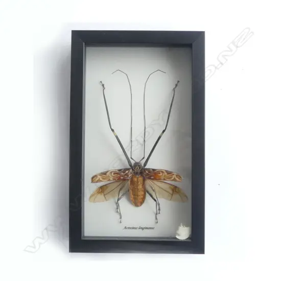 FRAMED HARLEQUIN BEATLE 260 x 160 x 30mm