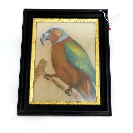 SIGNED DRAWING OF A PARROT, PASTEL ON PAPER 395x295mm