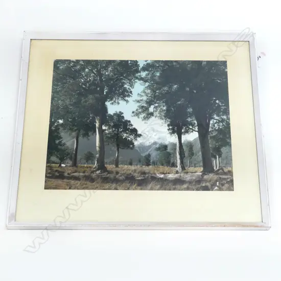 WHITES PHOTO 'MT TASMAN FROM WEHEKA' 290x370mm