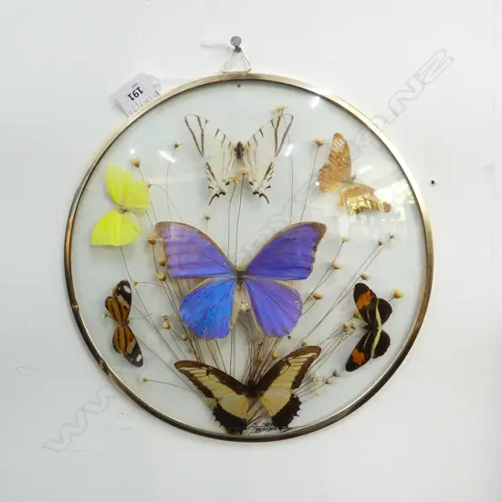 FRAMED BUTTERFLIES 295mm dia