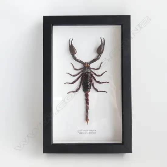 FRAMED SCORPION